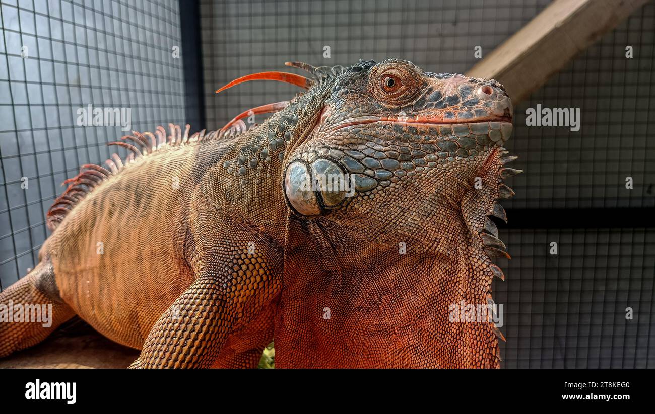 Iguane orange dans une cage Banque D'Images