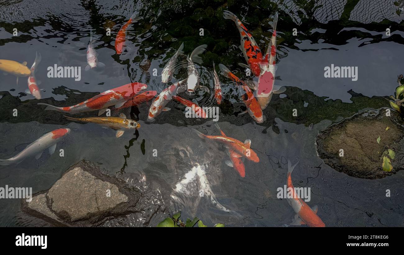 Koi pêche dans l'étang Banque D'Images