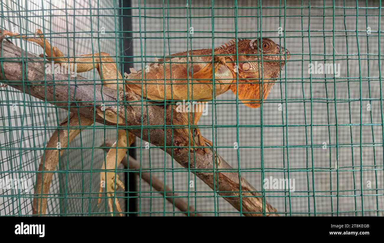 Iguane orange dans une cage Banque D'Images