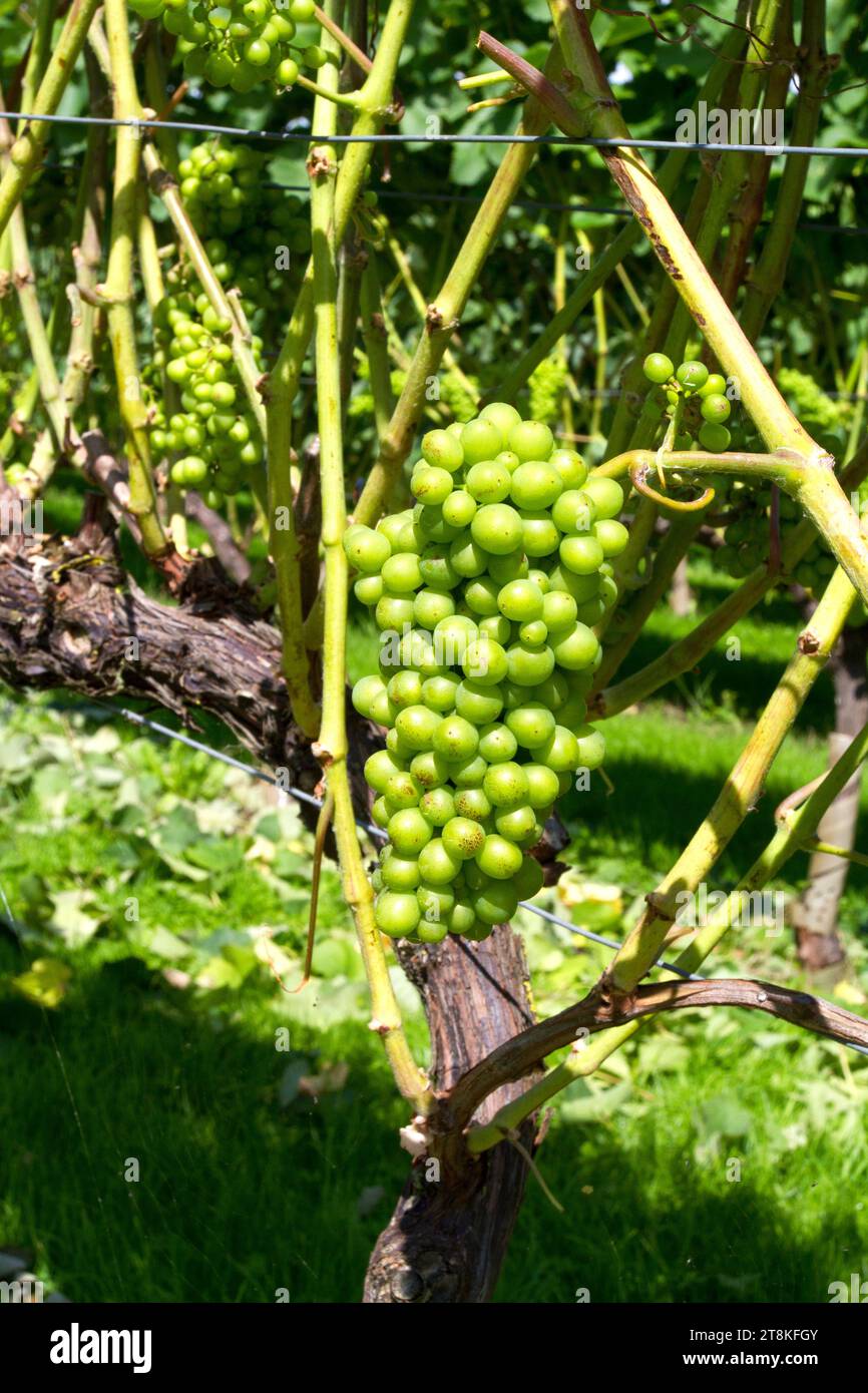 Grappes de raisins verts pour la vinification sur une vigne dans le Somerset, Angleterre, GB Banque D'Images