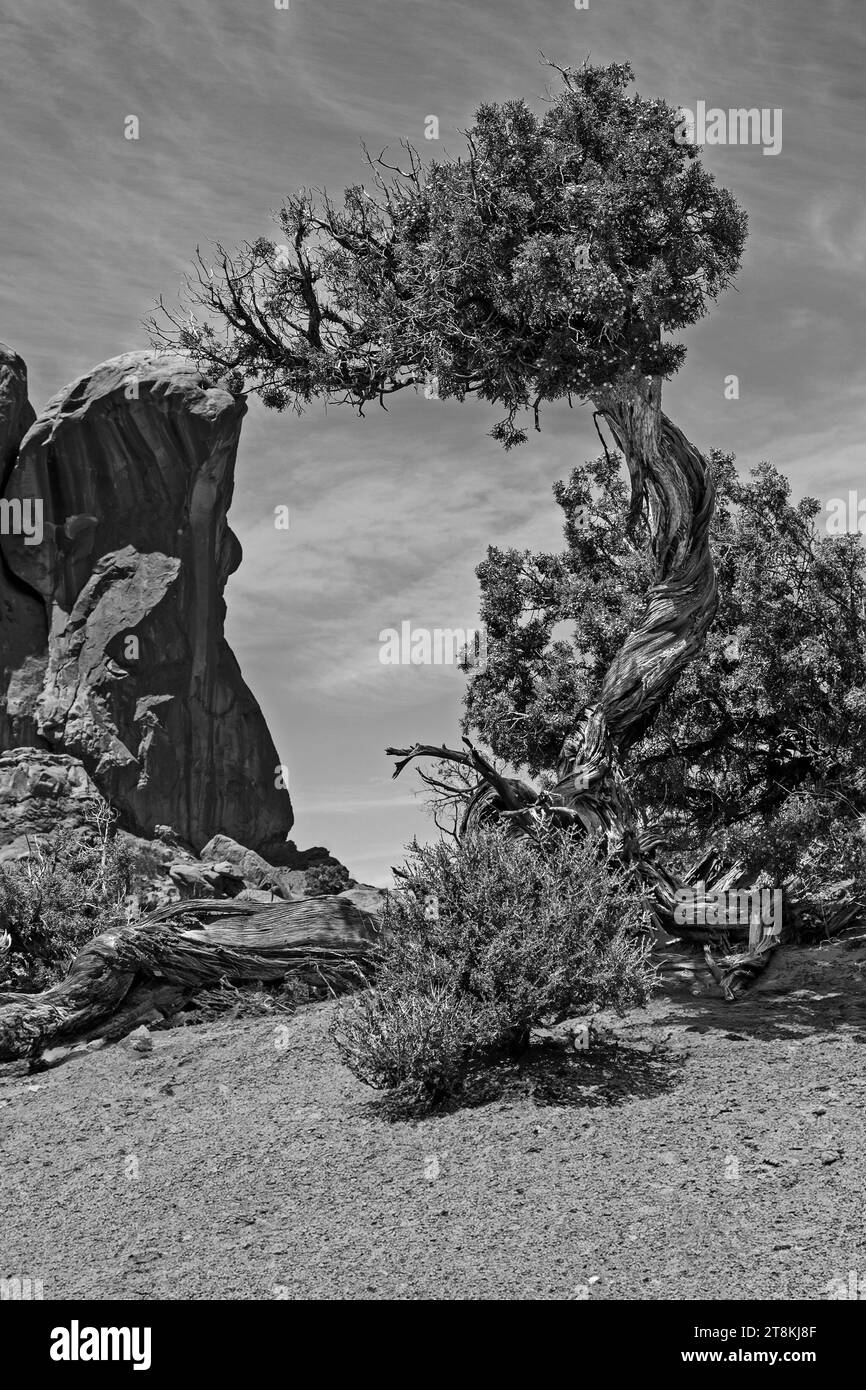 Entre les roches, d'arbres Arches National Park, Utah, USA, Amérique du Nord, États-Unis Banque D'Images