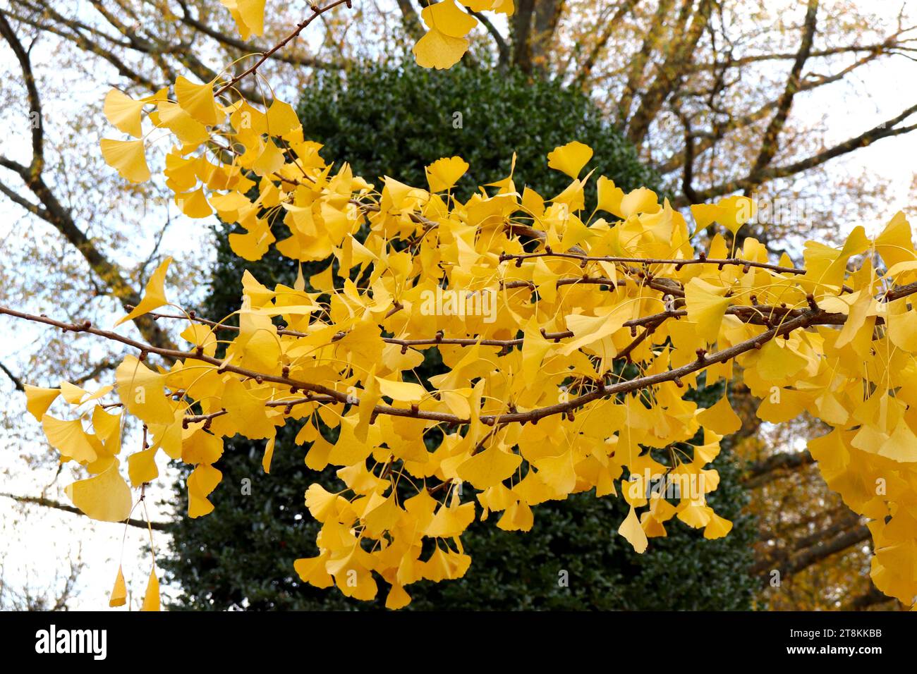 Feuilles de ginkgo jaune vibrant à Autumm Banque D'Images