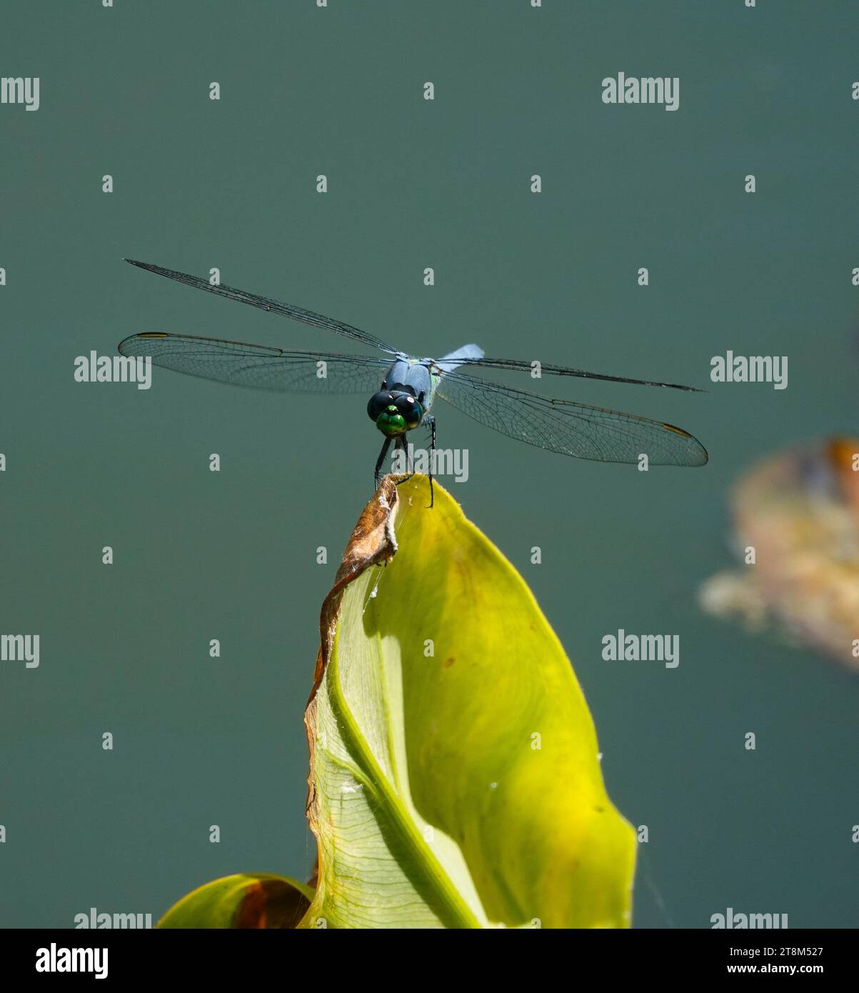 Une libellule bleue perchée sur une feuille vert clair sur un fond gris flou Banque D'Images