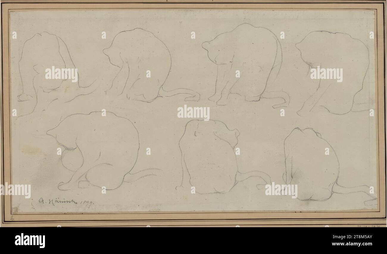 Cat Studies, Alois Hänisch (Vienne 1866 - 1937 Vienne), 1899, dessin, crayon, 19 x 34,7 cm, l. l. 'a. Hänisch 1899 Banque D'Images