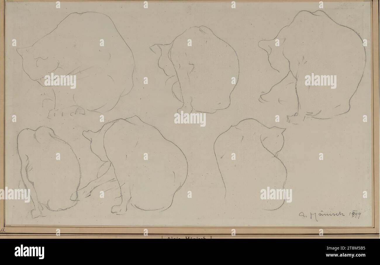Cat Studies, Alois Hänisch (Vienne 1866 - 1937 Vienne), 1899, dessin, crayon, 19,8 x 32,4 cm, r.r. 'a. Hänisch 1899 Banque D'Images