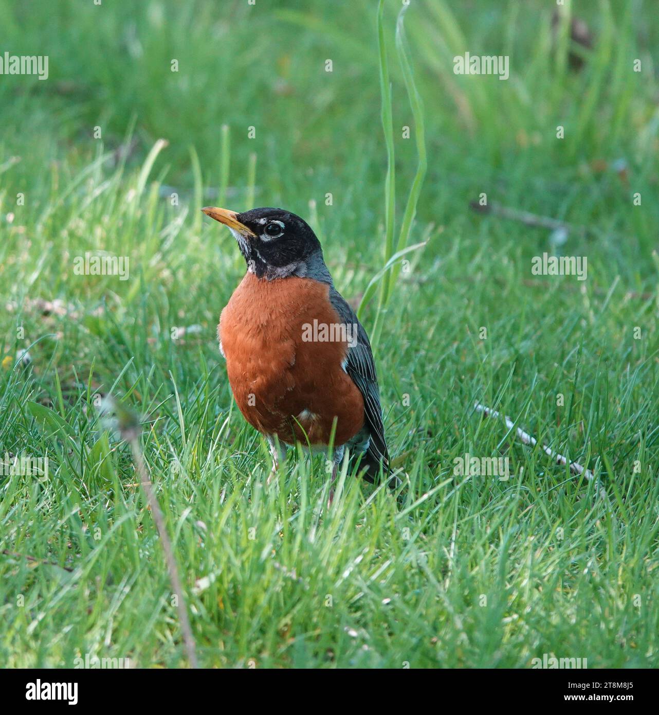 Un Robin américain assis dans l'herbe vert clair Banque D'Images