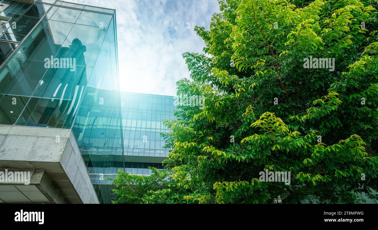 Construction écologique durable. Bâtiment écologique. Immeuble de bureaux en verre durable avec arbres pour réduire le dioxyde de carbone. Bureau écologique de la société Banque D'Images