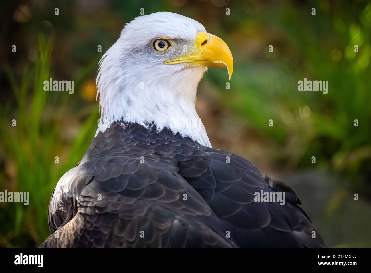 Aigle à tête blanche (Haliaeetus leucocephalus), oiseau national des États-Unis, au zoo d'Atlanta, en Géorgie. (ÉTATS-UNIS) Banque D'Images