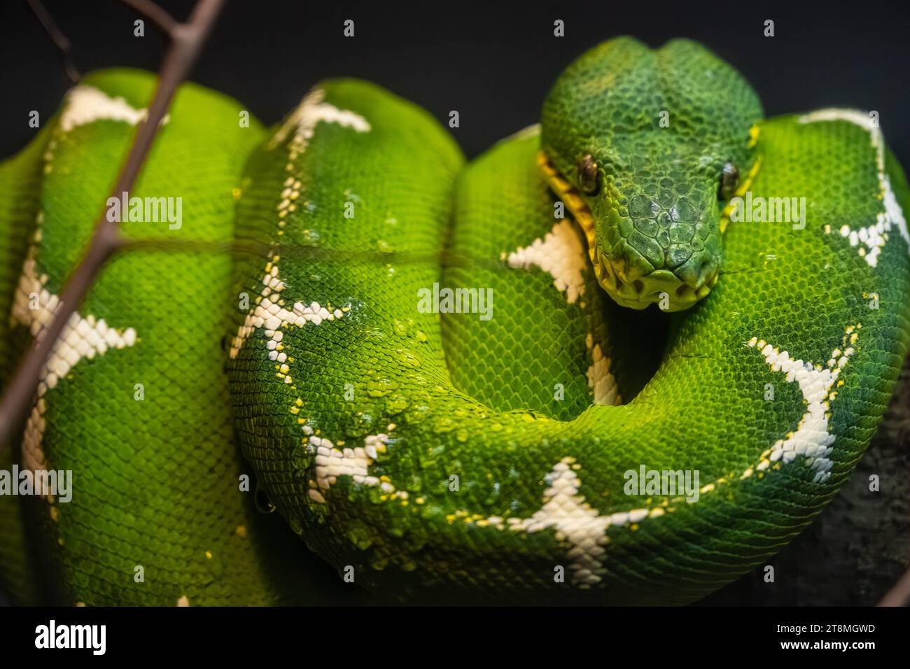 Boa émeraude du bassin de l'Amazone (Corallus batesii) au zoo d'Atlanta à Atlanta, Géorgie. (ÉTATS-UNIS) Banque D'Images