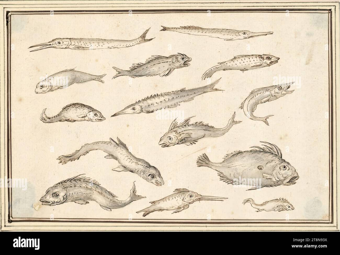 Feuille d'étude avec quatorze poissons, au milieu un esturgeon (V-33), '5e Livre de dessin de AB Flamenn' avec 34 feuilles, Albert Flamen (Bruges c. 1620 - après 1693 Paris), dessin, plume en brun et noir-gris, gris lavé ; dans le coin inférieur gauche légèrement endommagé., 10,6 x 16,2 cm Banque D'Images