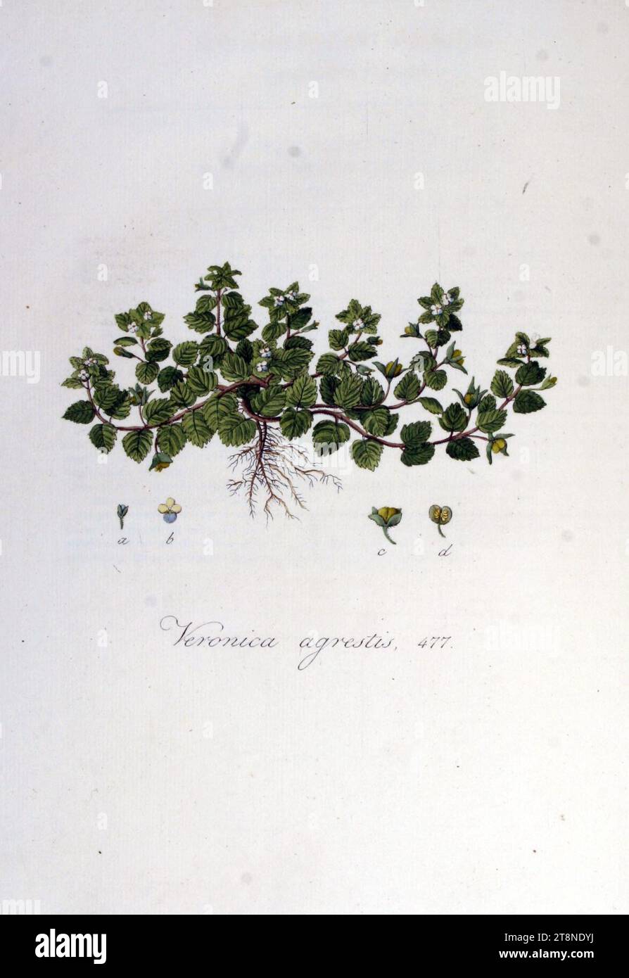 Veronica agrestis - Flora Batava - Volume v6. Banque D'Images