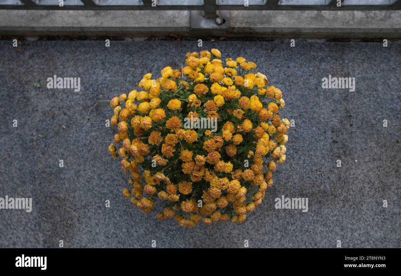 Asters jaunes d'hiver comme dernière décoration florale d'automne sur un balcon Banque D'Images