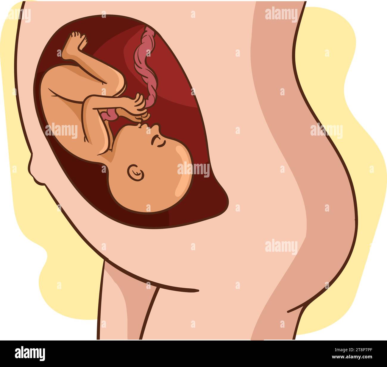 Bébé dans le dessin vectoriel d'utérus.Une femme enceinte est dans le ventre de son illustration vectorielle de bébé Illustration de Vecteur