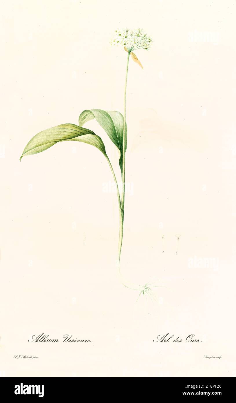 Vieille illustration de l'ail sauvage (Allium ursinum). Les liacées, de P. J. redouté. Impr. Didot Jeune, Paris, 1805 - 1816 Banque D'Images