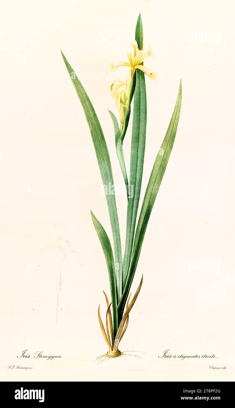 Ancienne illustration du drapeau à feuilles longues (Iris halophila). Les liacées, de P. J. redouté. Impr. Didot Jeune, Paris, 1805 - 1816 Banque D'Images