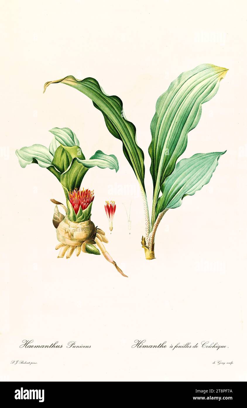 Vieille illustration de Paintbrush Lily (Scadoxus puniceus). Les liacées, de P. J. redouté. Impr. Didot Jeune, Paris, 1805 - 1816 Banque D'Images