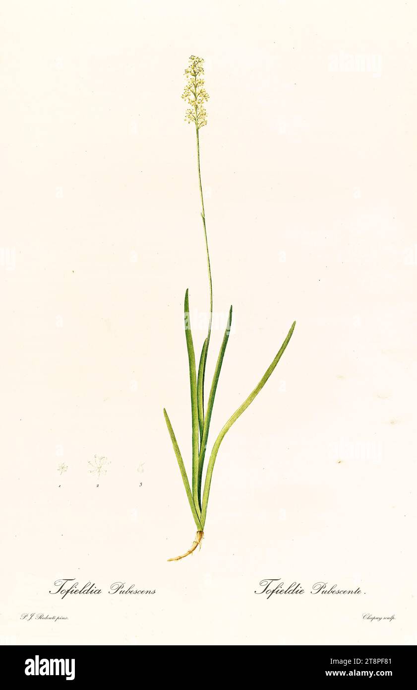 Ancienne illustration du faux-asphodel côtier (Triantha racemosa). Les liacées, de P. J. redouté. Impr. Didot Jeune, Paris, 1805 - 1816 Banque D'Images