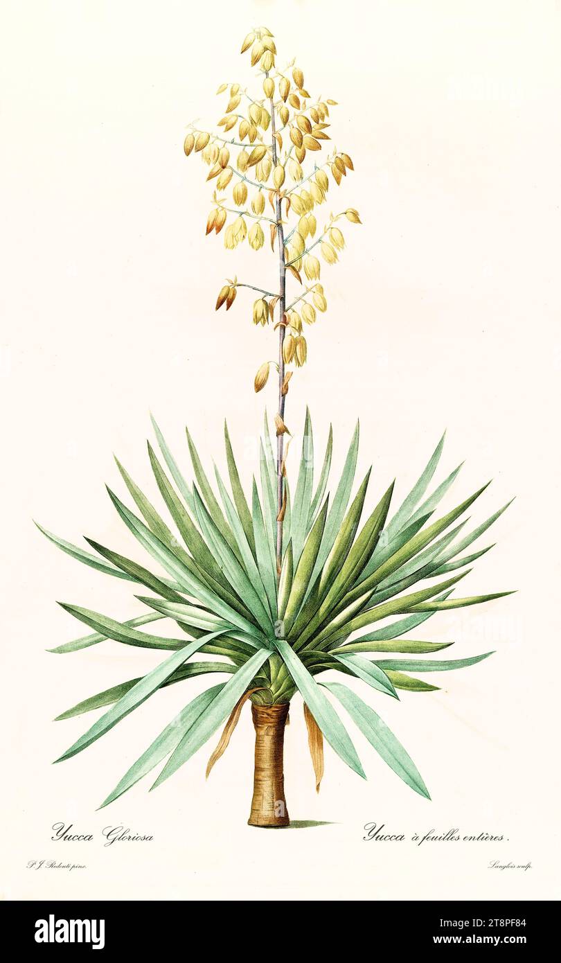 Dague espagnole (Yucca gloriosa) antique gravure botanique colorée à la main, plaque verticale, Paris 1805-1816 Banque D'Images