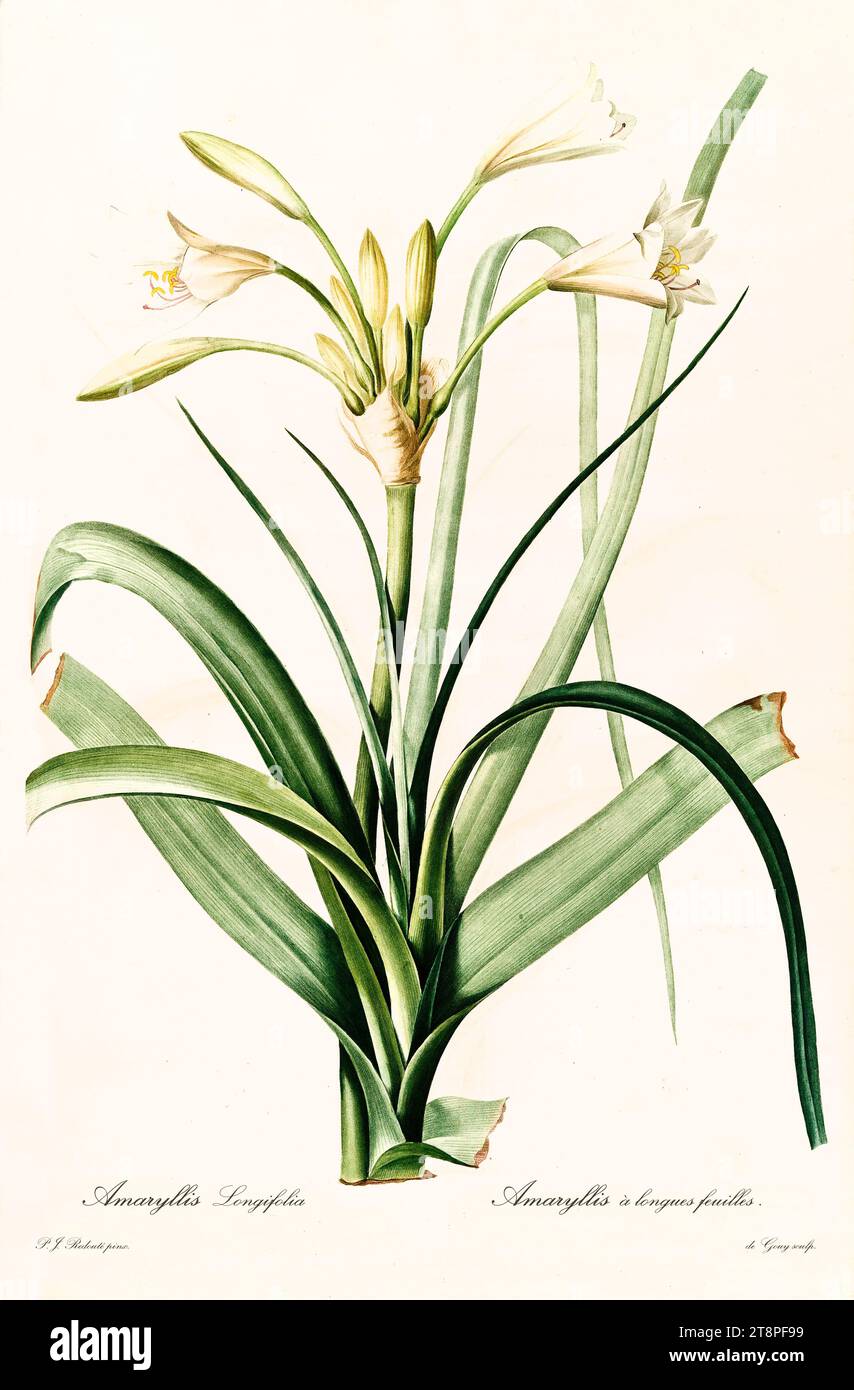 Illustration ancienne de Cybistètes (Ammocharis longifolia). Les liacées, de P. J. redouté. Impr. Didot Jeune, Paris, 1805 - 1816 Banque D'Images