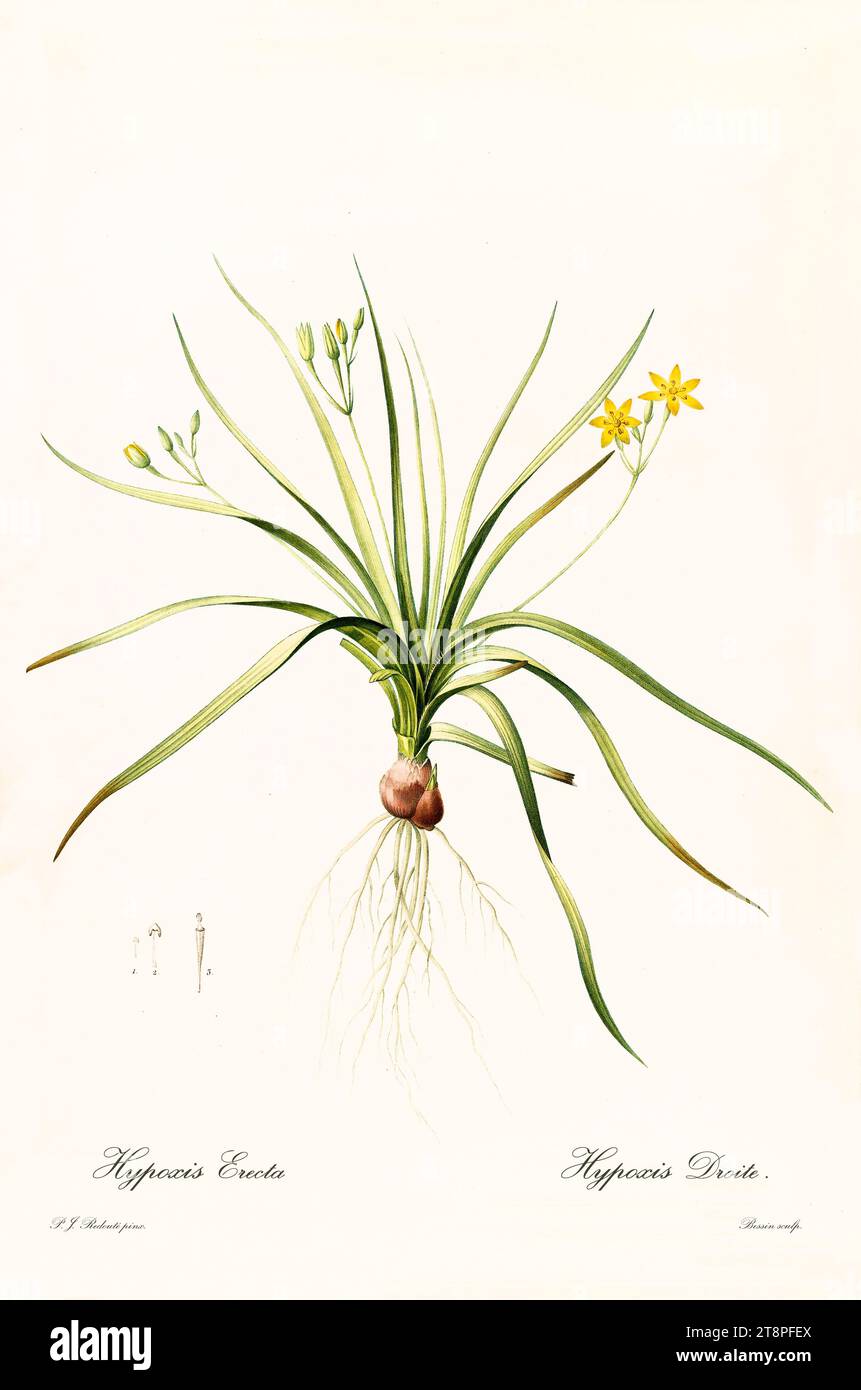 Ancienne illustration de l'étoile dorée commune (Hypoxis hirsuta). Les liacées, de P. J. redouté. Impr. Didot Jeune, Paris, 1805 - 1816 Banque D'Images