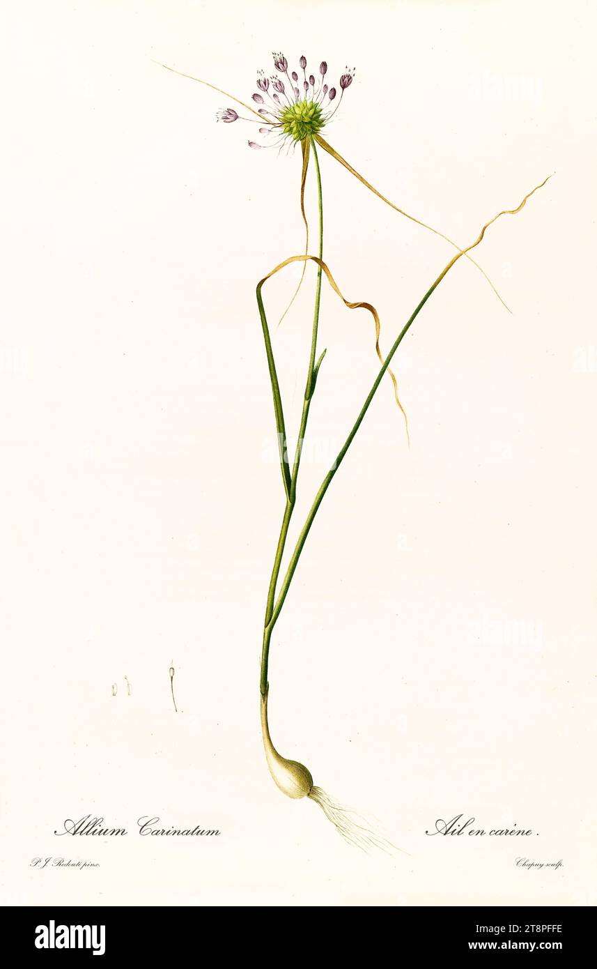 Ancienne illustration du bec de perroquet (Heliconia psittacorum). Les liacées, de P. J. redouté. Impr. Didot Jeune, Paris, 1805 - 1816 Banque D'Images