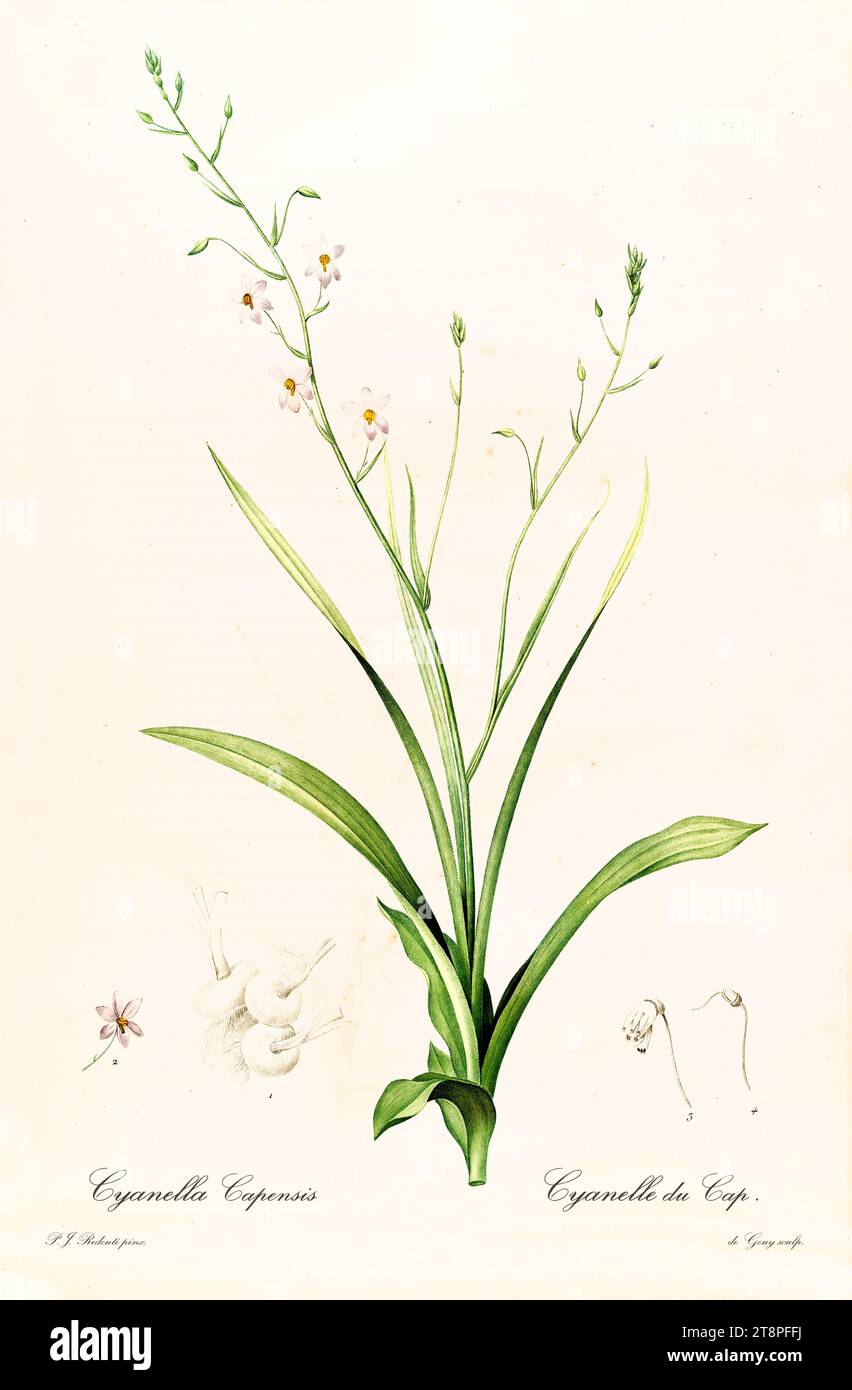 Vieille illustration de la main de Dame Cyanella hyacinthoides). Les liacées, de P. J. redouté. Impr. Didot Jeune, Paris, 1805 - 1816 Banque D'Images