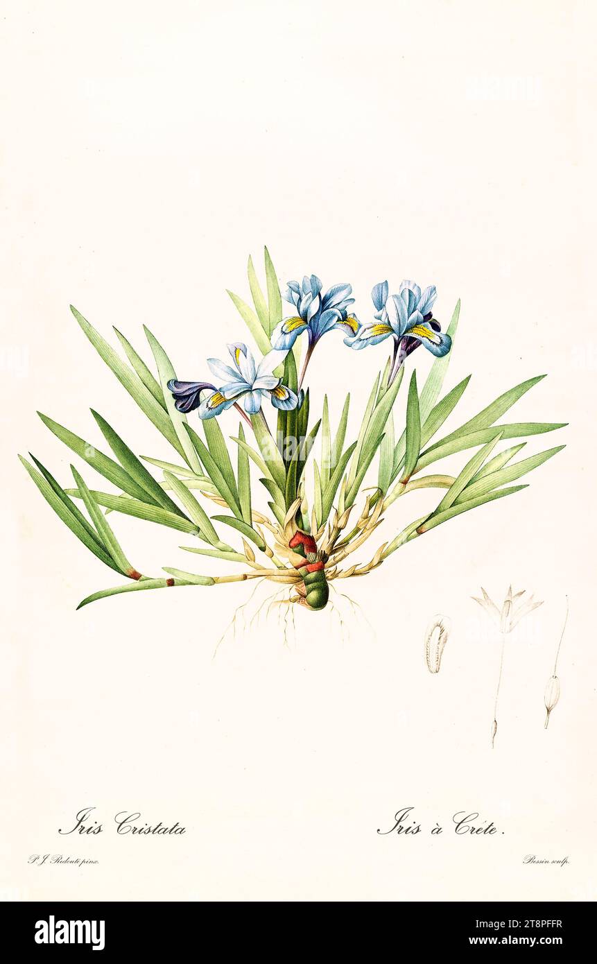 Ancienne illustration de l'iris nain à crête (Iris cristata). Les liacées, de P. J. redouté. Impr. Didot Jeune, Paris, 1805 – 1816 Banque D'Images