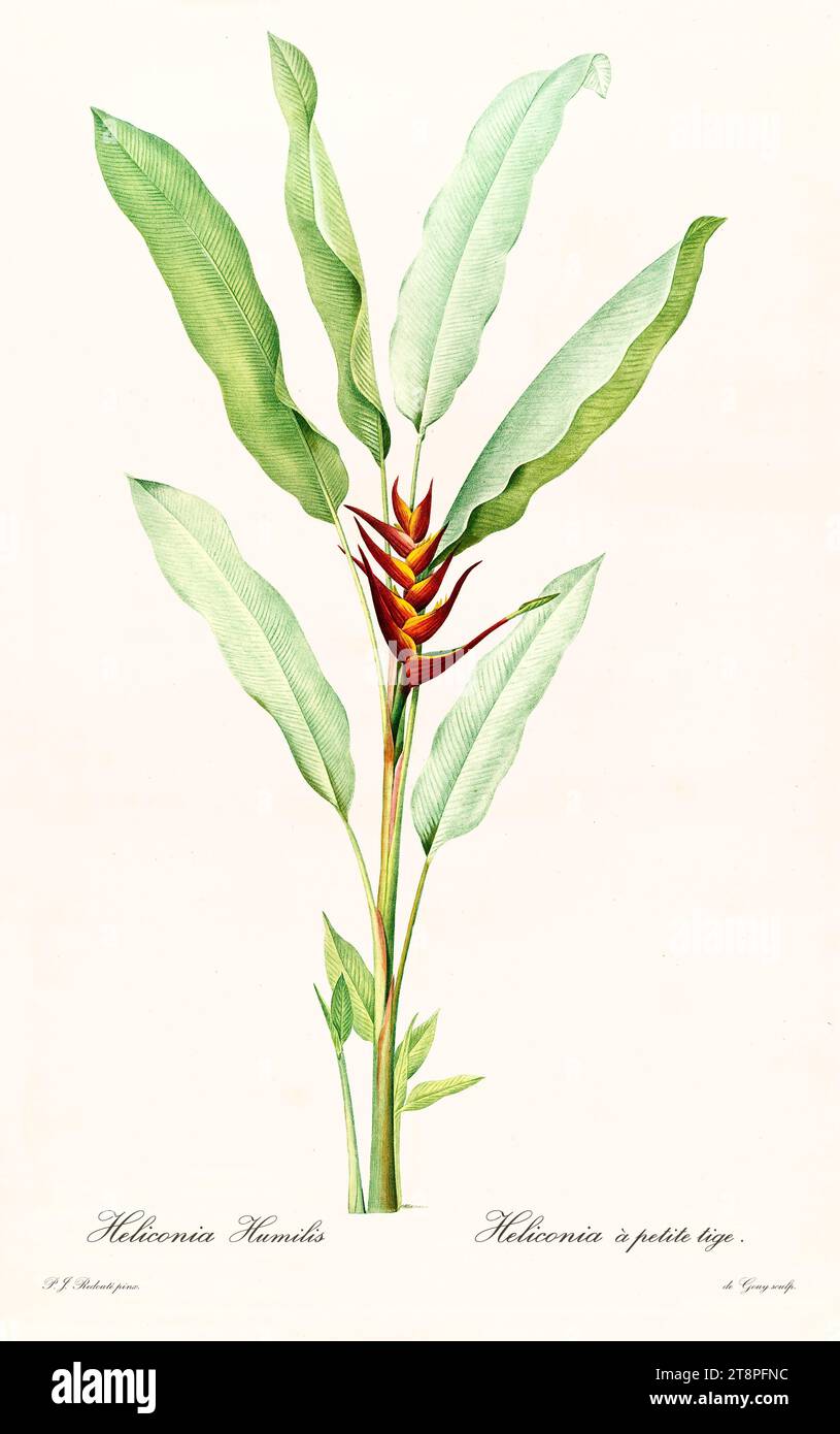 Ancienne illustration du bec de perroquet (Heliconia psittacorum). Les liacées, de P. J. redouté. Impr. Didot Jeune, Paris, 1805 - 1816 Banque D'Images