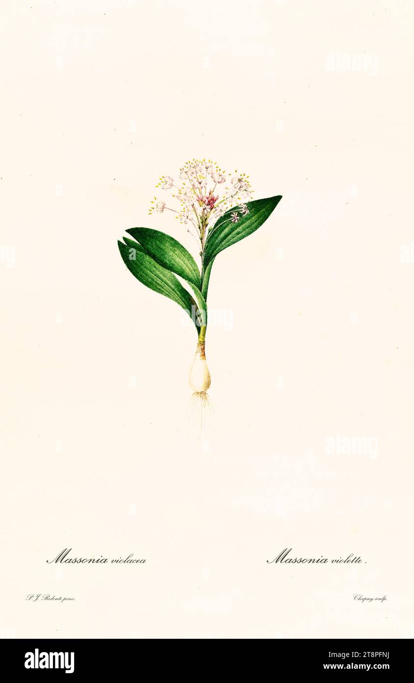 Plante bulbeuse Massonia violacea, gravure colorée à la main, plaque verticale, Paris 1805-1816. Feuilles vertes, grappe de fleurs blanc-rose Banque D'Images