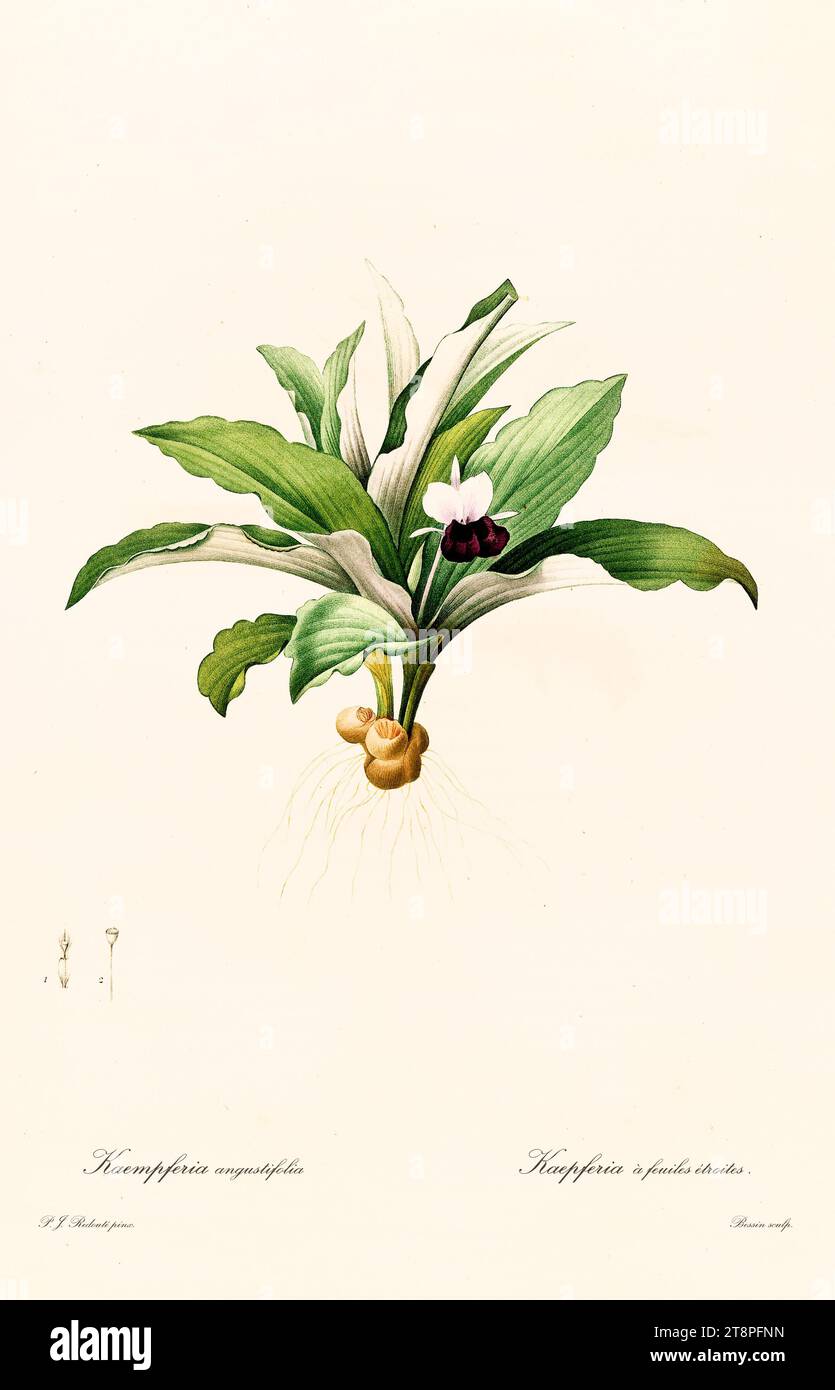 Illustration ancienne du gingembre paon à feuilles étroites (Kempferia angustifolia). Les liacées, de P. J. redouté. Impr. Didot Jeune, Paris, 1805 - 1816 Banque D'Images