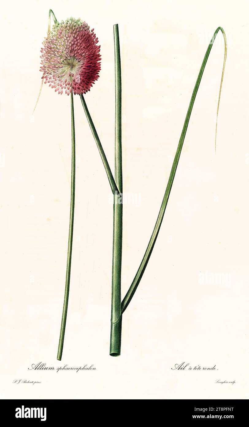 Ancienne illustration de poireau à tête ronde (Allium sphaerocephalon). Les liacées, de P. J. redouté. Impr. Didot Jeune, Paris, 1805 - 1816 Banque D'Images