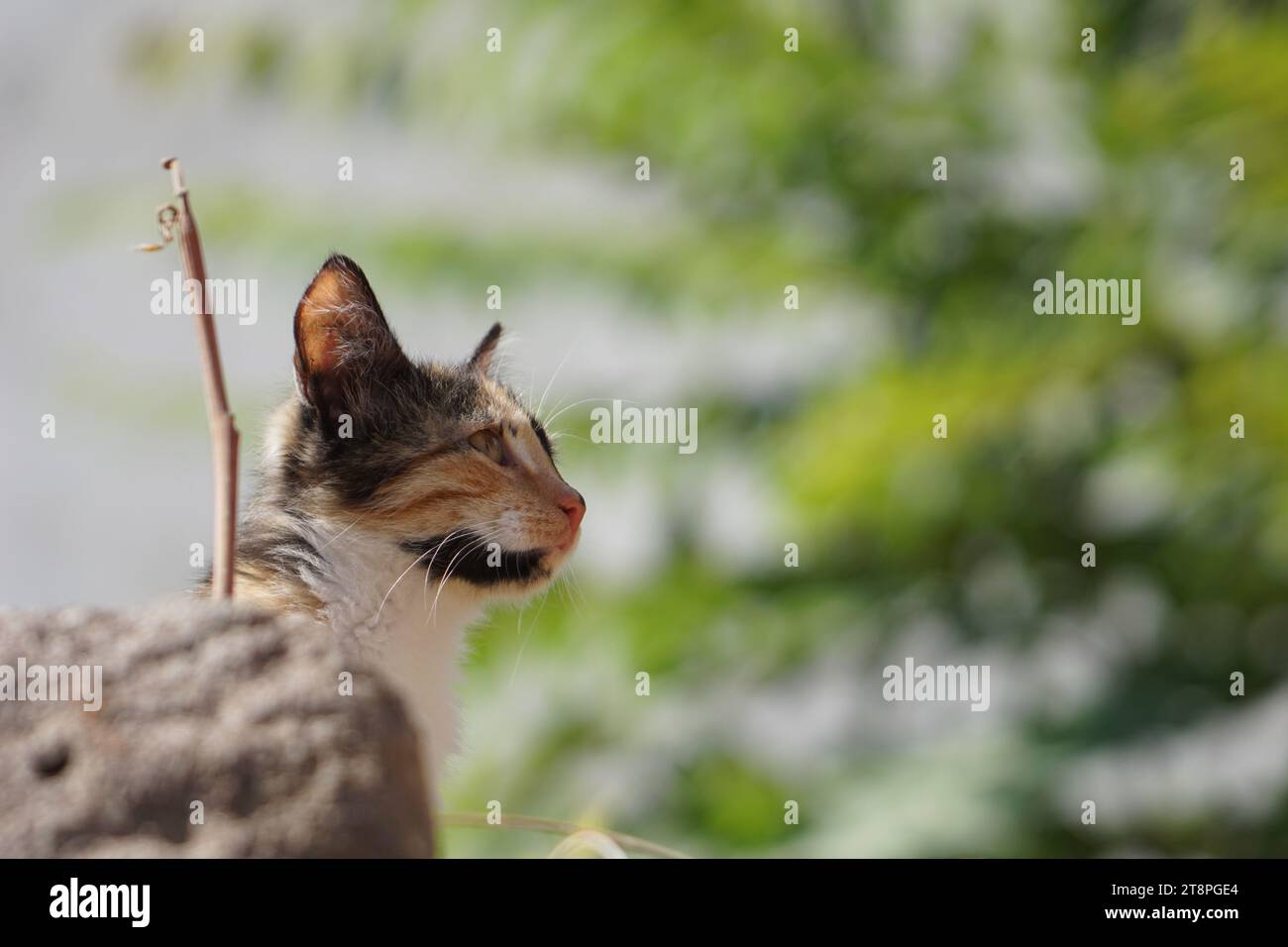 Bergama, située dans la province d'Izmir, dans l'ouest de la Turquie, est célèbre pour son coton, son or et ses tapis exquis. Autrefois le noyau culturel de Pergame à l'époque grecque et romaine antique, cette ville riche en ruines antiques reste un attrait majeur pour les touristes. Notamment, son célèbre temple a trouvé une nouvelle maison dans le musée de Pergame à Berlin, en Allemagne. Bergama possède des ruines remarquables comme le Sanctuaire Asclépios, un temple de dieu guérisseur, un théâtre grec et le complexe de la Basilique Rouge ('Kizil Avlu' en turc) Banque D'Images