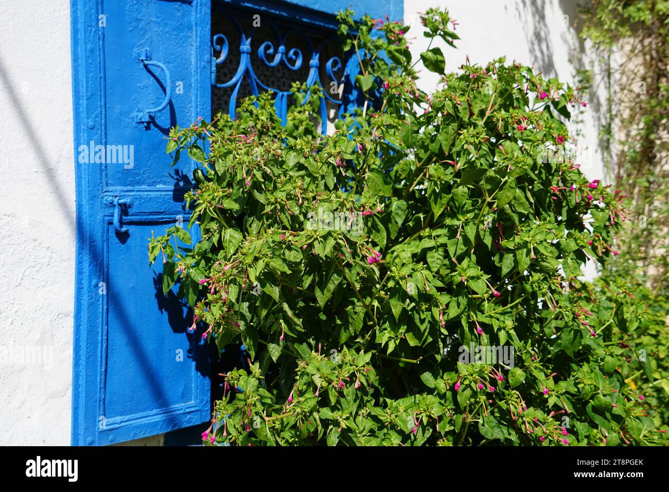 Bergama, située dans la province d'Izmir, dans l'ouest de la Turquie, est célèbre pour son coton, son or et ses tapis exquis. Autrefois le noyau culturel de Pergame à l'époque grecque et romaine antique, cette ville riche en ruines antiques reste un attrait majeur pour les touristes. Notamment, son célèbre temple a trouvé une nouvelle maison dans le musée de Pergame à Berlin, en Allemagne. Bergama possède des ruines remarquables comme le Sanctuaire Asclépios, un temple de dieu guérisseur, un théâtre grec et le complexe de la Basilique Rouge ('Kizil Avlu' en turc) Banque D'Images