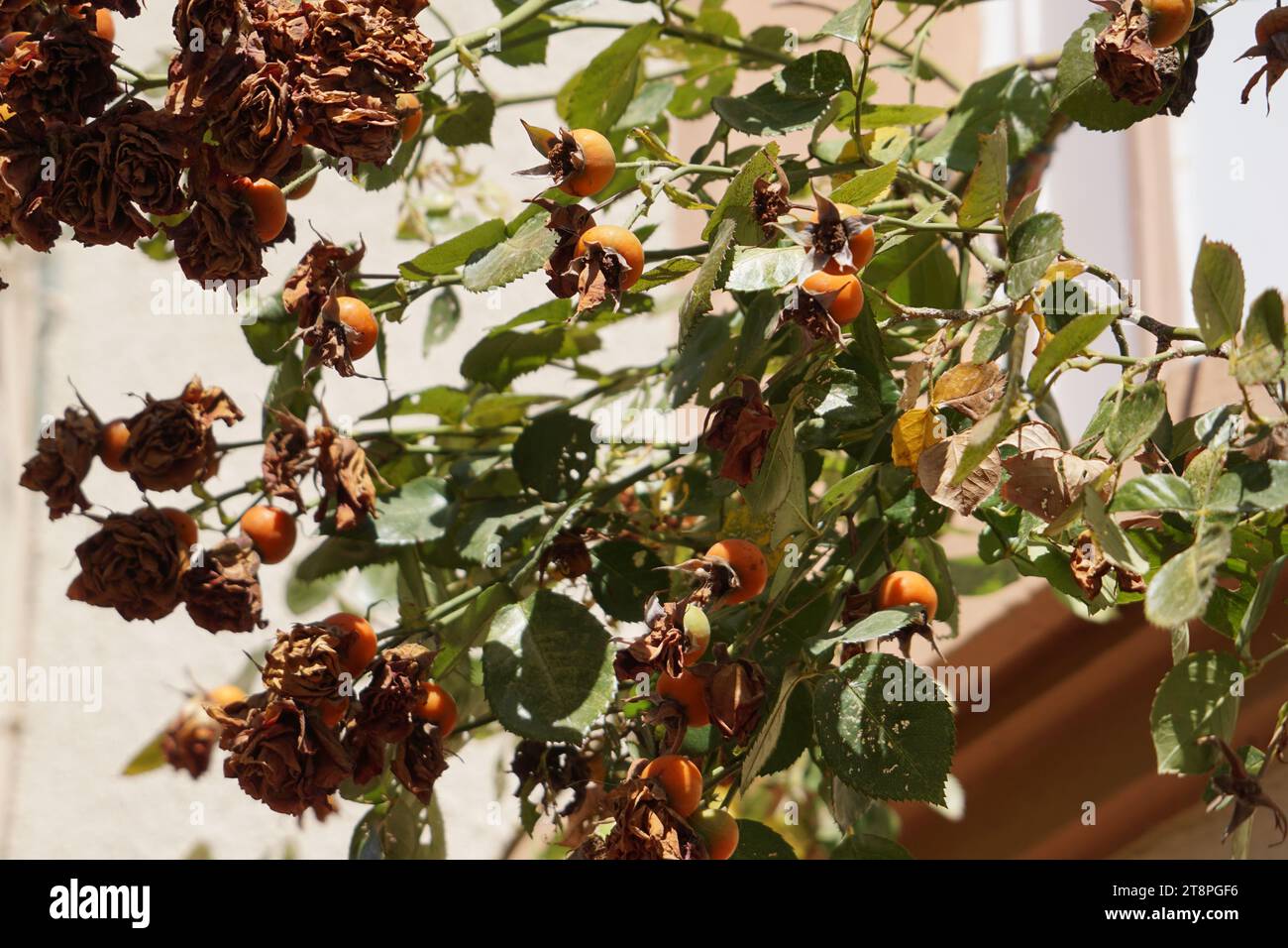 Bergama, située dans la province d'Izmir, dans l'ouest de la Turquie, est célèbre pour son coton, son or et ses tapis exquis. Autrefois le noyau culturel de Pergame à l'époque grecque et romaine antique, cette ville riche en ruines antiques reste un attrait majeur pour les touristes. Notamment, son célèbre temple a trouvé une nouvelle maison dans le musée de Pergame à Berlin, en Allemagne. Bergama possède des ruines remarquables comme le Sanctuaire Asclépios, un temple de dieu guérisseur, un théâtre grec et le complexe de la Basilique Rouge ('Kizil Avlu' en turc) Banque D'Images