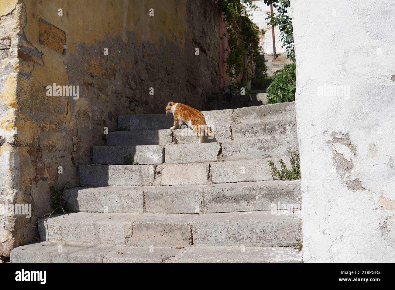 Bergama, située dans la province d'Izmir, dans l'ouest de la Turquie, est célèbre pour son coton, son or et ses tapis exquis. Autrefois le noyau culturel de Pergame à l'époque grecque et romaine antique, cette ville riche en ruines antiques reste un attrait majeur pour les touristes. Notamment, son célèbre temple a trouvé une nouvelle maison dans le musée de Pergame à Berlin, en Allemagne. Bergama possède des ruines remarquables comme le Sanctuaire Asclépios, un temple de dieu guérisseur, un théâtre grec et le complexe de la Basilique Rouge ('Kizil Avlu' en turc) Banque D'Images