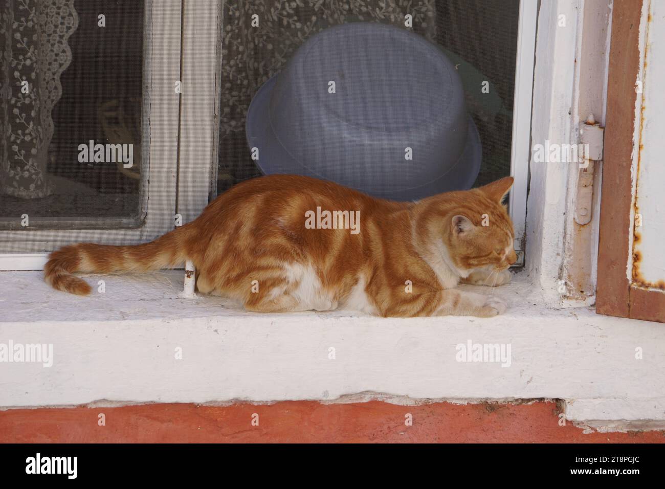Bergama, située dans la province d'Izmir, dans l'ouest de la Turquie, est célèbre pour son coton, son or et ses tapis exquis. Autrefois le noyau culturel de Pergame à l'époque grecque et romaine antique, cette ville riche en ruines antiques reste un attrait majeur pour les touristes. Notamment, son célèbre temple a trouvé une nouvelle maison dans le musée de Pergame à Berlin, en Allemagne. Bergama possède des ruines remarquables comme le Sanctuaire Asclépios, un temple de dieu guérisseur, un théâtre grec et le complexe de la Basilique Rouge ('Kizil Avlu' en turc) Banque D'Images