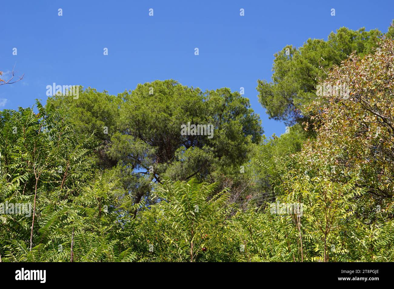 Bergama, située dans la province d'Izmir, dans l'ouest de la Turquie, est célèbre pour son coton, son or et ses tapis exquis. Autrefois le noyau culturel de Pergame à l'époque grecque et romaine antique, cette ville riche en ruines antiques reste un attrait majeur pour les touristes. Notamment, son célèbre temple a trouvé une nouvelle maison dans le musée de Pergame à Berlin, en Allemagne. Bergama possède des ruines remarquables comme le Sanctuaire Asclépios, un temple de dieu guérisseur, un théâtre grec et le complexe de la Basilique Rouge ('Kizil Avlu' en turc) Banque D'Images