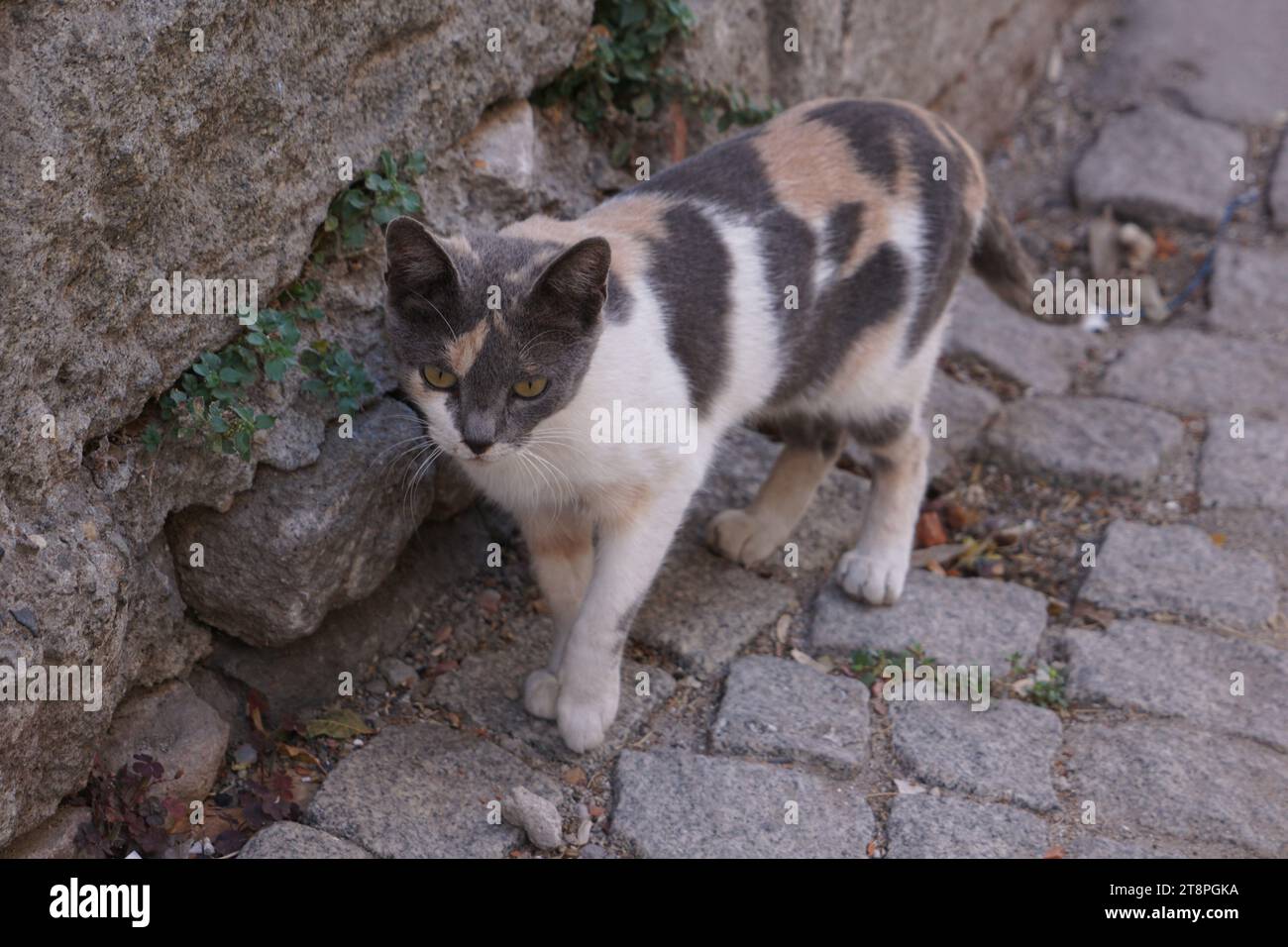 Bergama, située dans la province d'Izmir, dans l'ouest de la Turquie, est célèbre pour son coton, son or et ses tapis exquis. Autrefois le noyau culturel de Pergame à l'époque grecque et romaine antique, cette ville riche en ruines antiques reste un attrait majeur pour les touristes. Notamment, son célèbre temple a trouvé une nouvelle maison dans le musée de Pergame à Berlin, en Allemagne. Bergama possède des ruines remarquables comme le Sanctuaire Asclépios, un temple de dieu guérisseur, un théâtre grec et le complexe de la Basilique Rouge ('Kizil Avlu' en turc) Banque D'Images