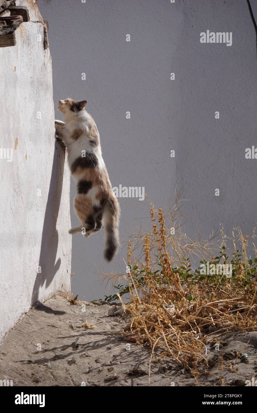Bergama, située dans la province d'Izmir, dans l'ouest de la Turquie, est célèbre pour son coton, son or et ses tapis exquis. Autrefois le noyau culturel de Pergame à l'époque grecque et romaine antique, cette ville riche en ruines antiques reste un attrait majeur pour les touristes. Notamment, son célèbre temple a trouvé une nouvelle maison dans le musée de Pergame à Berlin, en Allemagne. Bergama possède des ruines remarquables comme le Sanctuaire Asclépios, un temple de dieu guérisseur, un théâtre grec et le complexe de la Basilique Rouge ('Kizil Avlu' en turc) Banque D'Images