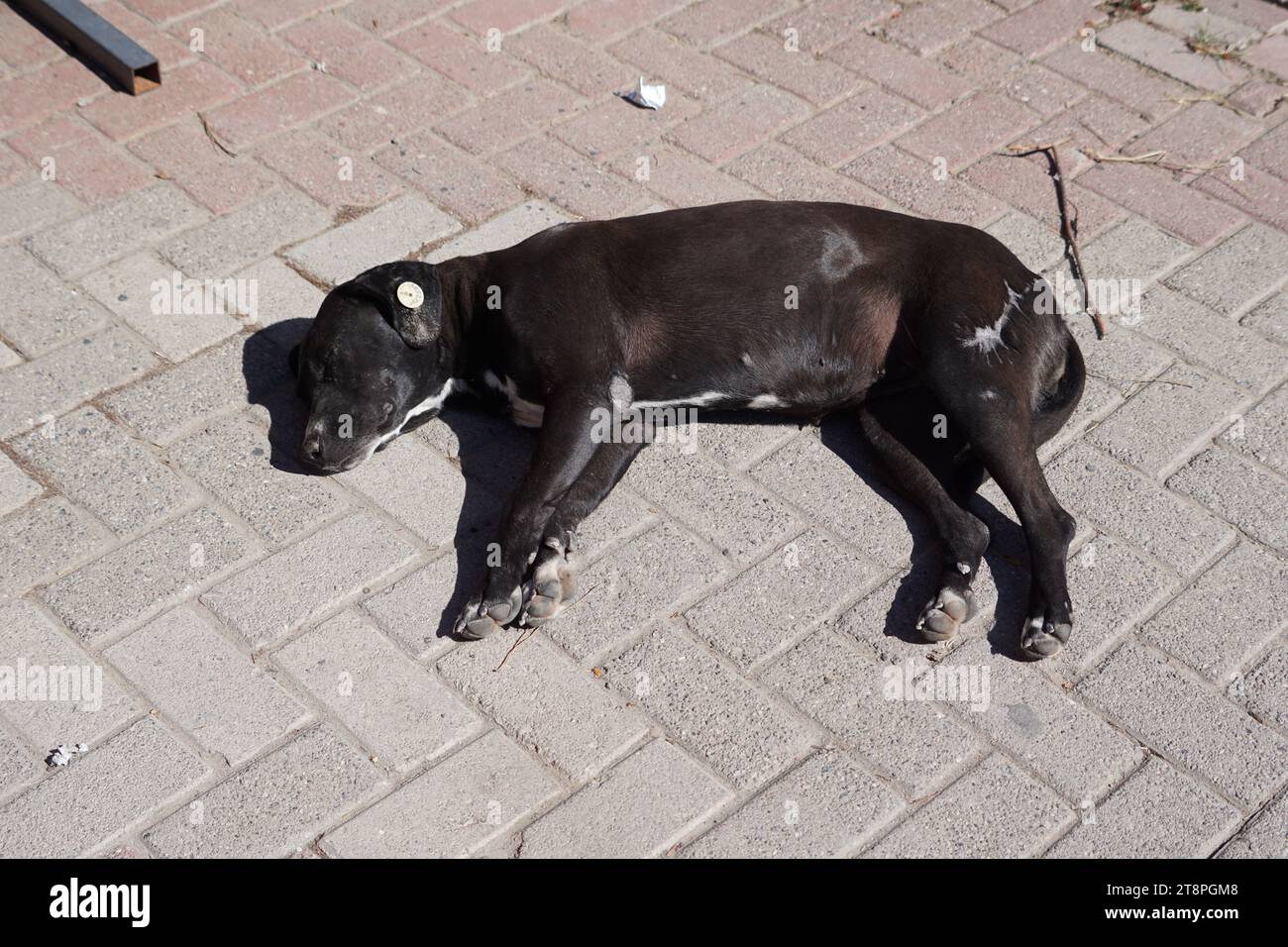 Bergama, située dans la province d'Izmir, dans l'ouest de la Turquie, est célèbre pour son coton, son or et ses tapis exquis. Autrefois le noyau culturel de Pergame à l'époque grecque et romaine antique, cette ville riche en ruines antiques reste un attrait majeur pour les touristes. Notamment, son célèbre temple a trouvé une nouvelle maison dans le musée de Pergame à Berlin, en Allemagne. Bergama possède des ruines remarquables comme le Sanctuaire Asclépios, un temple de dieu guérisseur, un théâtre grec et le complexe de la Basilique Rouge ('Kizil Avlu' en turc) Banque D'Images