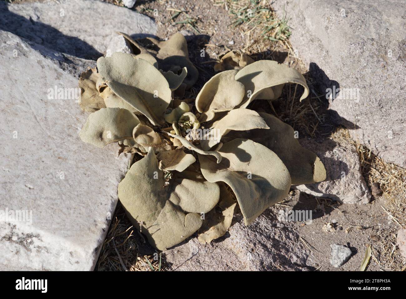 Bergama, située dans la province d'Izmir, dans l'ouest de la Turquie, est célèbre pour son coton, son or et ses tapis exquis. Autrefois le noyau culturel de Pergame à l'époque grecque et romaine antique, cette ville riche en ruines antiques reste un attrait majeur pour les touristes. Notamment, son célèbre temple a trouvé une nouvelle maison dans le musée de Pergame à Berlin, en Allemagne. Bergama possède des ruines remarquables comme le Sanctuaire Asclépios, un temple de dieu guérisseur, un théâtre grec et le complexe de la Basilique Rouge ('Kizil Avlu' en turc) Banque D'Images