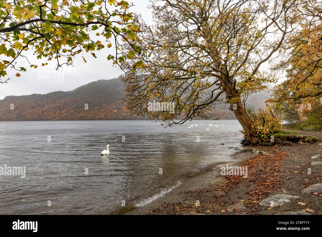 Cygnes nageant sur Ullswater un jour d'automne brumeux Banque D'Images