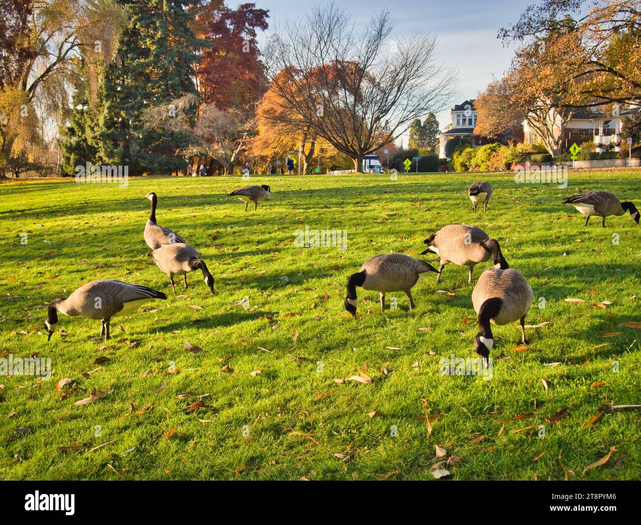 Un troupeau d'oies du Canada paissent sur l'herbe verte dans le parc municipal de Seattle à l'automne par une belle journée ensoleillée. Résidences de quartier en arrière-plan. Banque D'Images