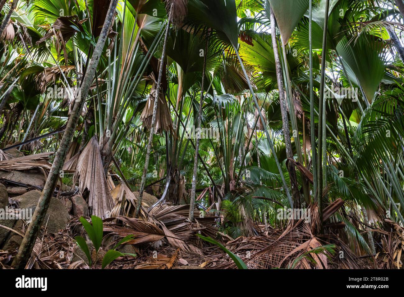 Photo de paysage d'une forêt de palmiers de Vallee de Mai, île de Praslin, Seychelles. Fond de nature tropicale Banque D'Images