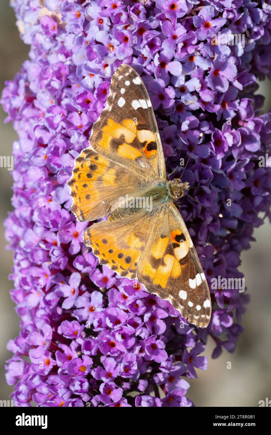 Papillon de dame peint (Vanessa cardui) sur fleur de buddleja violet - UK Banque D'Images