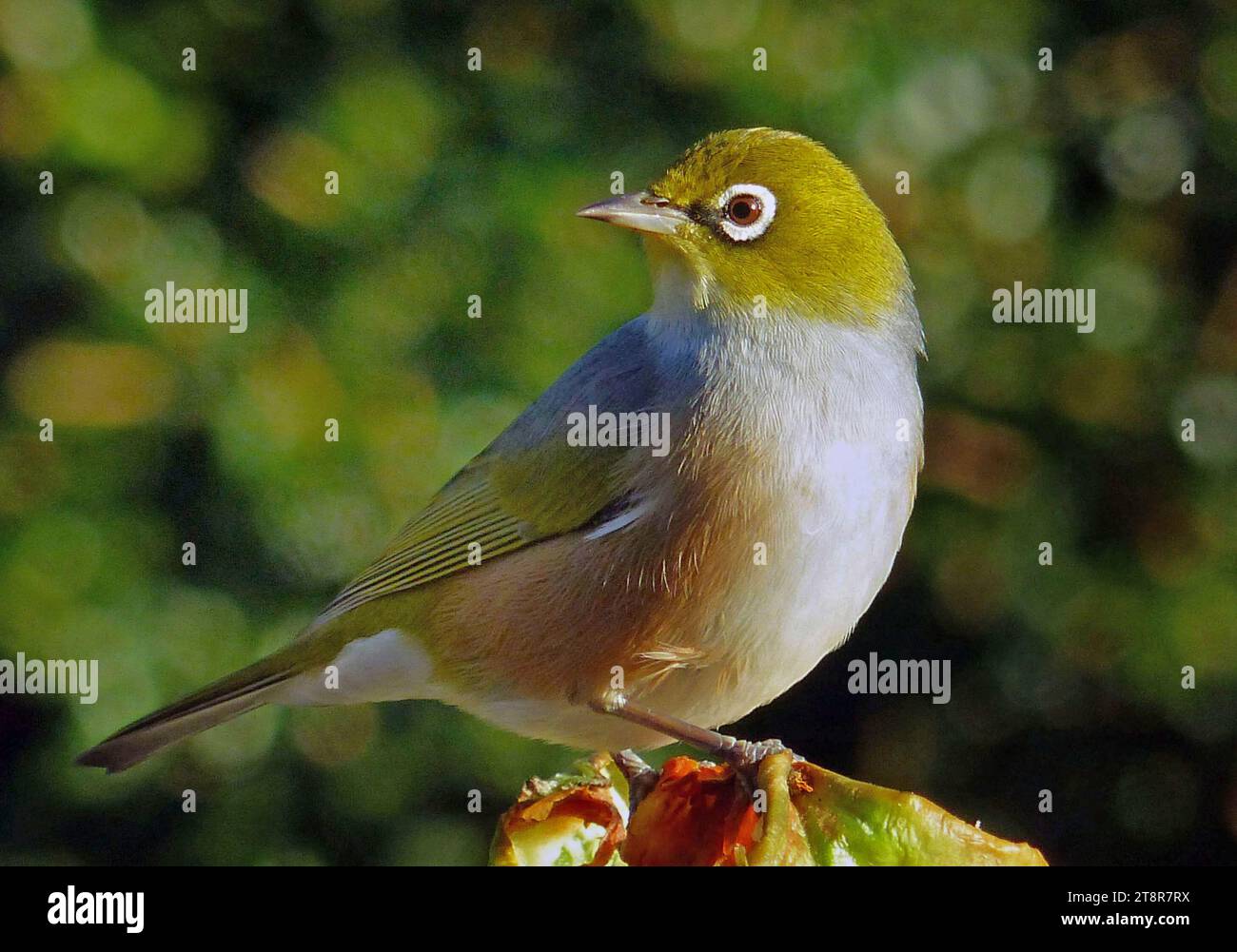 Waxeye ou Silvereye. NZ, le silvereye - également connu sous le nom de Wax-eye, ou parfois œil blanc - est un petit et sympathique oiseau vert olive de la forêt avec des anneaux blancs autour de ses yeux Banque D'Images