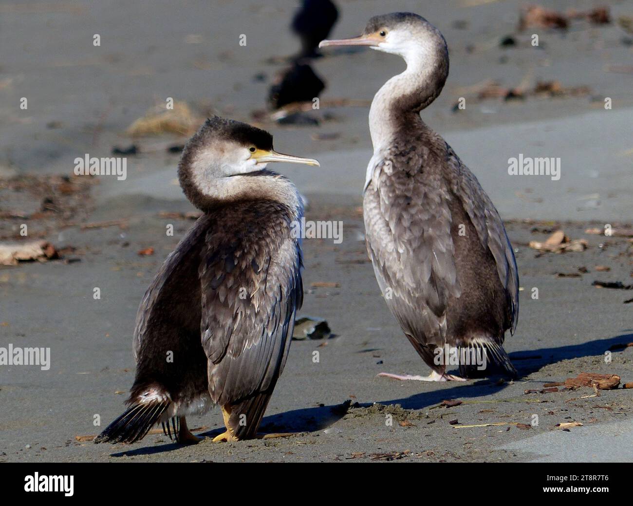 Une paire de pied Shags. NZ, les shags pied habitent principalement les habitats côtiers sur une grande partie de la Nouvelle-Zélande. Les adultes ont la couronne, l'arrière du cou, le manteau, le rumsteck, les ailes, les cuisses et la queue noirs, bien qu'à un examen attentif, les couvertures supérieures des ailes sont gris-noir avec une fine bordure noire. Le visage, la gorge, les côtés du cou et les parties inférieures sont blancs. Le long bec en crochet est gris, l'iris est vert et les jambes et les pieds sont noirs. Chez les adultes reproducteurs, la peau devant l'œil est jaune, à la base du bec est rose ou rose-rouge, et l'anneau oculaire est bleu. Les adultes non reproducteurs ont des couleurs de peau plus pâles que les reproducteurs. Banque D'Images