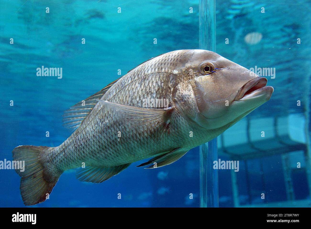 Le mérou géant, le mérou géant (Epinephelus lanceolatus), également connu sous le nom de brindlebass, morue tachetée brune, ou mérou bourdon, et comme le mérou du Queensland en Australie, est le plus grand poisson osseux trouvé dans les récifs coralliens, et l'emblème aquatique du Queensland. On le trouve près de la surface jusqu'à des profondeurs de 100 m (330 pi) dans les récifs de toute la région Indo-Pacifique Banque D'Images