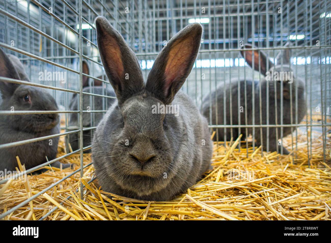 Lapin bleu morave à l'exposition nationale des animaux d'élevage élevage élevage 2023 à Lysa nad Labem, région de Bohême centrale, République tchèque, No Banque D'Images