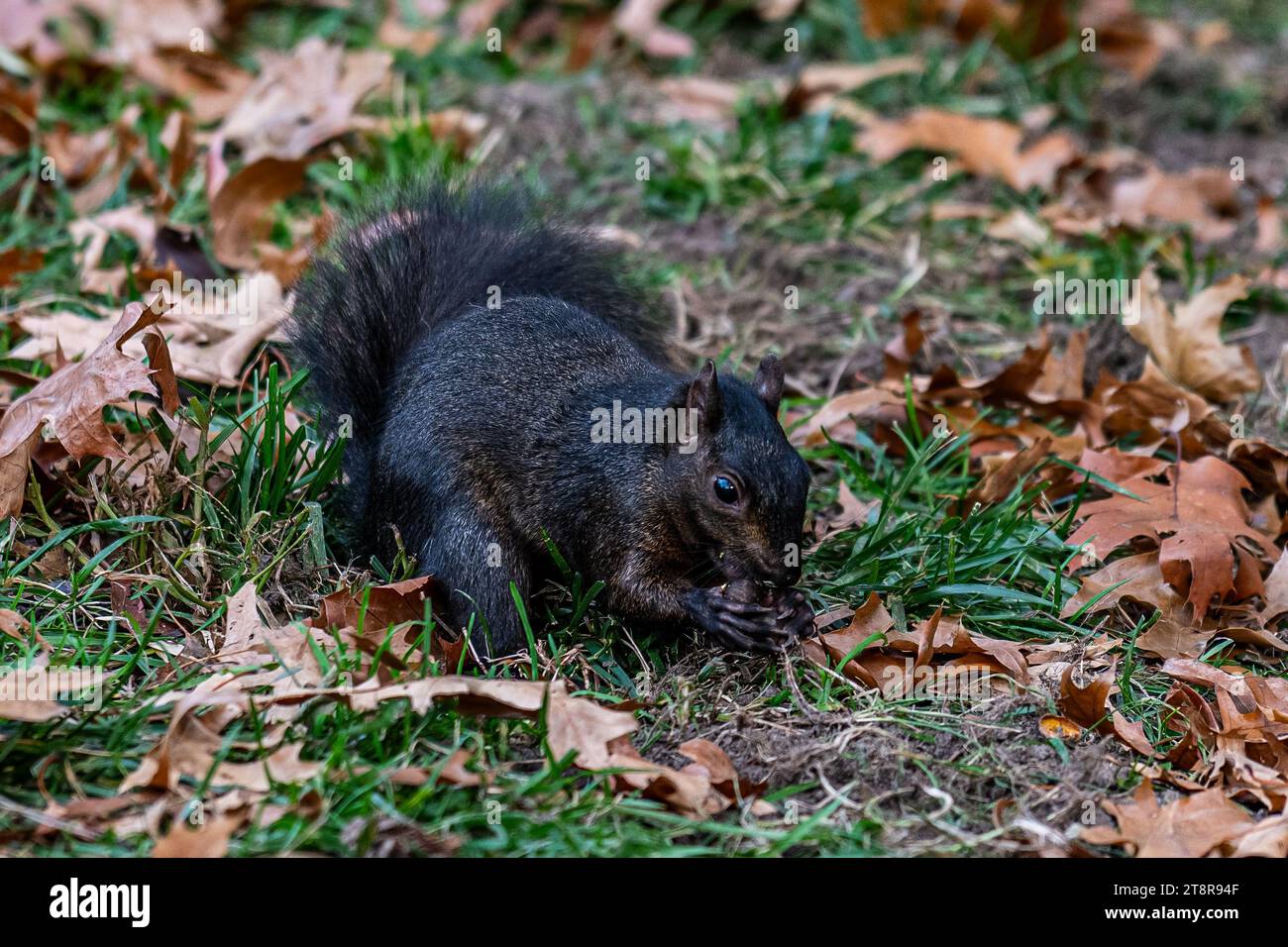 Un écureuil brun foncé sauvage qui recherche de la nourriture dans un parc public, tenant une noix dans ses pattes Banque D'Images